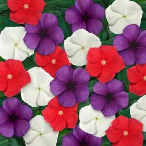 Vinca Tattoo Mix American Pie Pack Of 500 Seeds F1 Imported