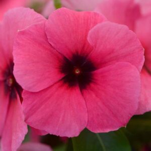 Vinca Tattoo Raspberry Pack Of 500 Seeds F1 Imported