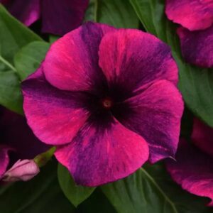 Vinca Tattoo Blackcherry Pack Of 500 Seeds F1 Imported