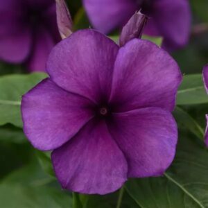 Vinca Tattoo Blueberry Pack Of 500 Seeds F1 Imported
