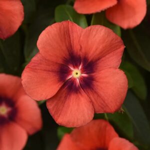 Vinca Tattoo Tangerine Pack Of 500 Seeds F1 Imported
