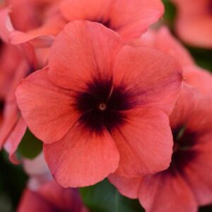 Vinca Tattoo Papaya Pack Of 500 Seeds F1 Imported