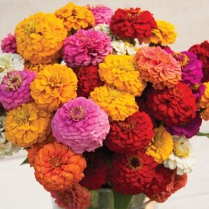 Zinnia Okhlahoma Mix Pack Of 1K Seeds F1 Imported