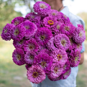 Zinnia Benery Giant Lilac Pack Of 1K Seeds F1 Imported