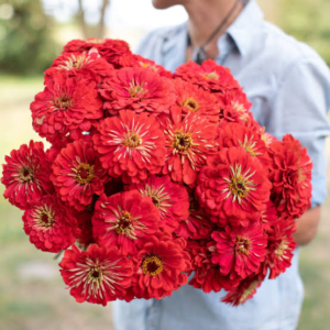 Zinnia Benery Giant Coral Pack Of 1K Seeds F1 Imported