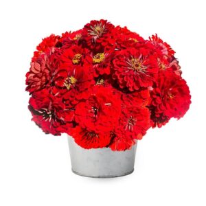 Zinnia Benery Giant Scarlet Pack Of 1K Seeds F1 Imported