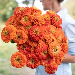 Zinnia Benery Giant Orange Pack Of 1K Seeds F1 Imported