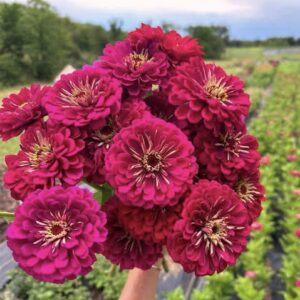 Zinnia Benery Giant Wine Pack Of 1K Seeds F1 Imported