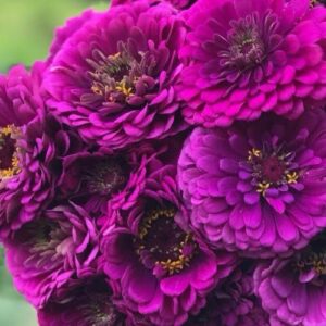 Zinnia Benery Giant Purple Pack Of 1K Seeds F1 Imported