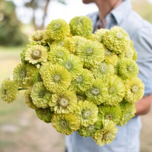 Zinnia Benery Giant Lime Pack Of 1K Seeds F1 Imported