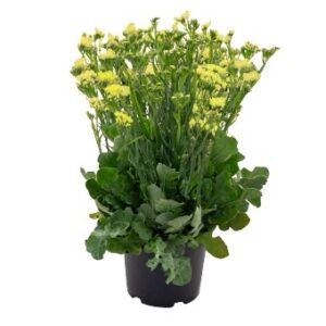 Limonium Sinuatum Hipster Yellow 1K Seeds F1 Imported