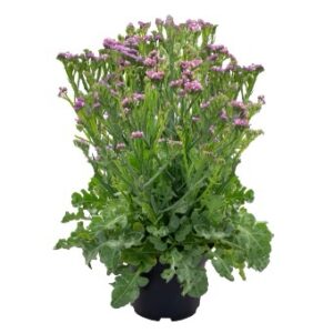 Limonium Sinuatum Hipster Rose 1K Seeds F1 Imported