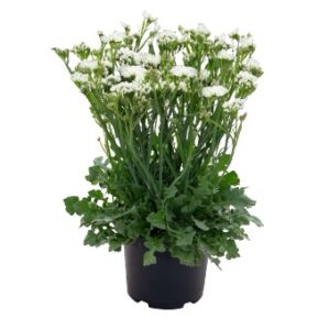 Limonium Sinuatum Hipster White 1K Seeds F1 Imported