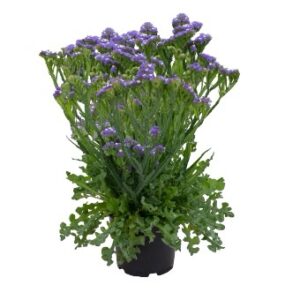 Limonium Sinuatum Hipster Blue 1K Seeds F1 Imported