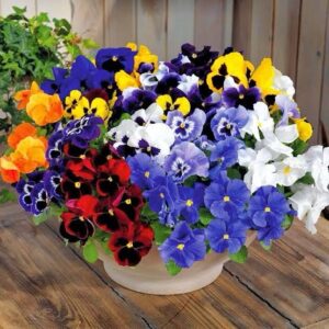 Pansy Inspire Deluxxe Maxi Mix Pack Of 1000 Seeds F1 Imported