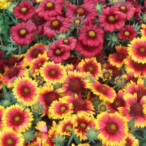 Gaillardia x Grandiflora Arizona Mix 1k Seeds Imported