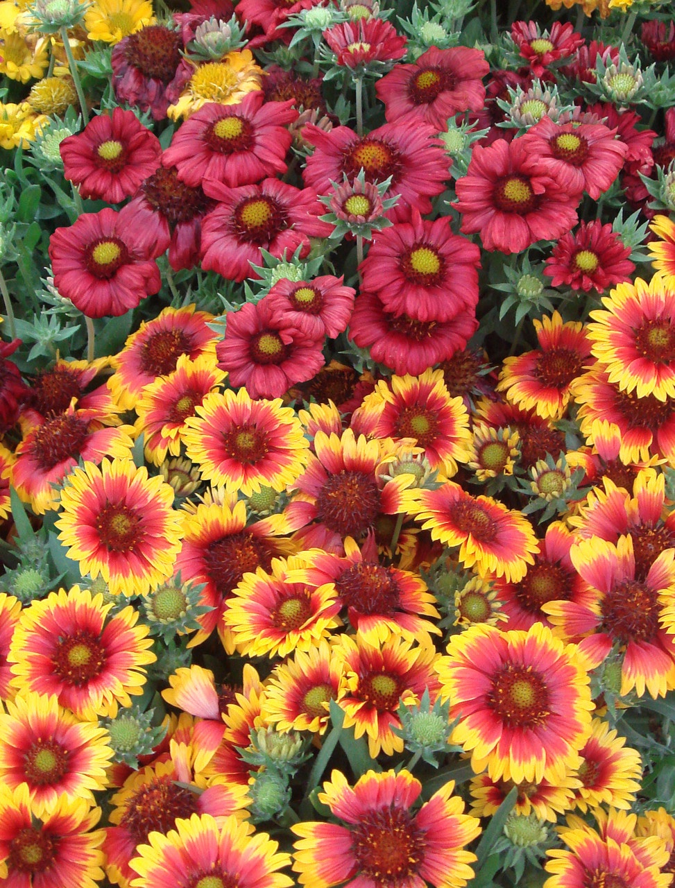 Gaillardia x Grandiflora Arizona Mix 1k Seeds Imported