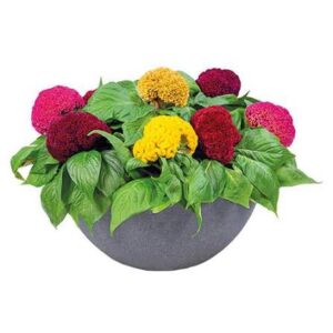 Celosia Cristata Braniac Mix Pack Of 1000 Seeds F1 Imported