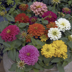 Zinnia Elegans Magellan Mix Pack Of 1000 Seeds F1 Imported