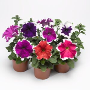 Petunia Frost Mix Pack Of 1000 Seeds F1 Importes