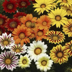 Gazania * BIG Kiss* Mix Pack Of 1000 Seeds Imported