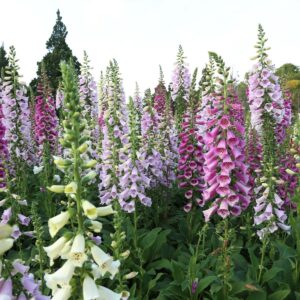 Digitalis Purpurea F1 Camelot Mix 1k Imported