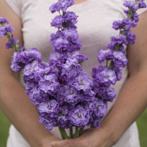 Stock Iron Blue Pack Of 1000 Seeds Imported