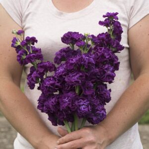 Stock Iron Purple Pack Of 1000 Seeds Imported