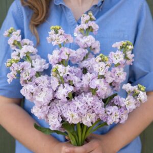 Stock Iron Marine Pack Of 1000 Seeds Imported