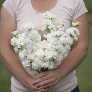 Stock Iron White Pack Of 1000 Seeds Imported