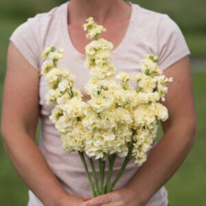 Stock Iron Yellow Pack Of 1000 Seeds Imported