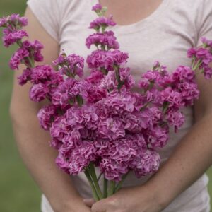 Stock Iron Rose Pink Pack Of 1000 Seeds Imported
