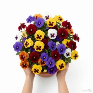 Pansy Majestic Giant Mix Pack Of 1000 Seeds F1  Imported