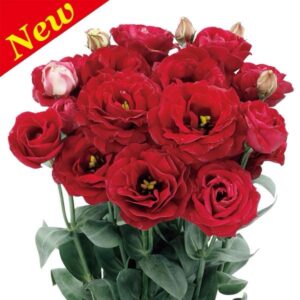 Lisianthus Rosita 3 Red Pack Of 1000 Seeds F1 Imported