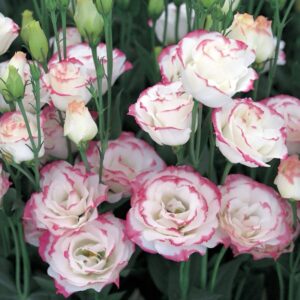 Lisianthus Rosita 3 Pink Picotte Pack Of 1000 Seeds F1 Imported