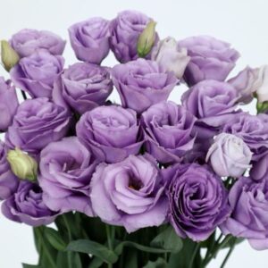 Lisianthus Rosita 3 Lavender Pack Of 1000 Seeds F1 Imported