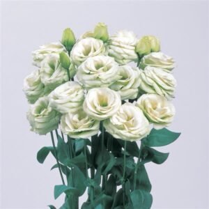 Lisianthus Rosita 3 Jade Pack Of 1000 Seeds F1 Imported