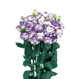 Lisianthus Rosita 3 Blue Picottee Pack Of 1000 Seeds F1 Imported