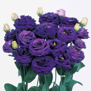 Lisianthus Rosita 3 Blue Imp. Pack Of 1000 Seeds F1 Imported