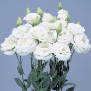 Lisianthus Rosita White Pack Of 1000 Seeds F1 Imported
