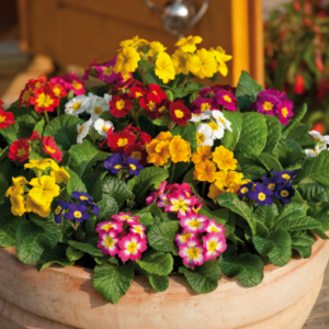 Primula Eliator Piano Mix Pack Of 1000 Seeds F1 Imported