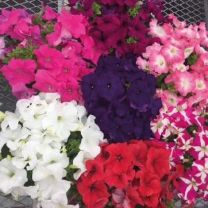 Petunia Maci Mix 360 Pack Of 1000 Seeds