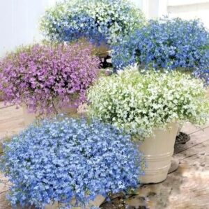 Lobelia Erinus Palce 5k Seeds Imported