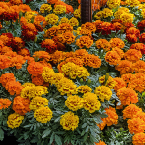 Marigold Super Hero Maxi mix Pack Of 1000 Seeds
