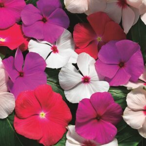 Vinca Cora Cascade XDR Pack Of 1000 Seeds