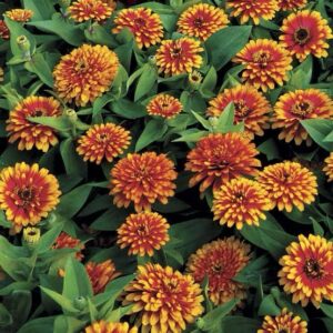 Zinnia Swizzle Scarlet And yellow 1K Seeds