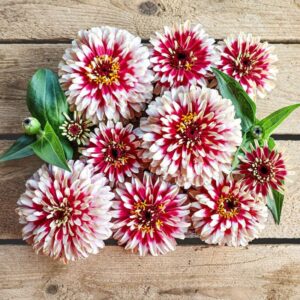 Zinnia Swizzle Cherry And Ivory 1K Seeds
