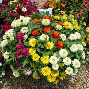 Zinnia Zydeco Mix Pack Of 1000 Seeds F1 Imported