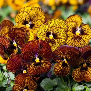 Viola Tiger Eye Pack of 1000 Seeds Imported