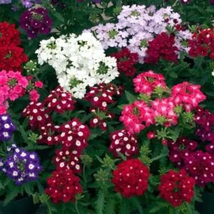 Verbena Obesession Formula Mix Pack Of 1000 Seeds